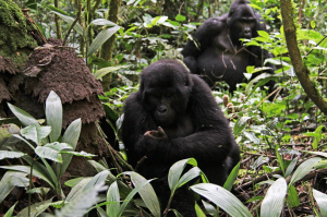 Gorillas in Bwindi Impenetrable Forest National Park