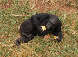 Chimpanzee at Ngamba Island Sanctuary 
