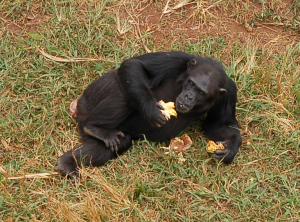 Chimpanzees at Ngamba Island