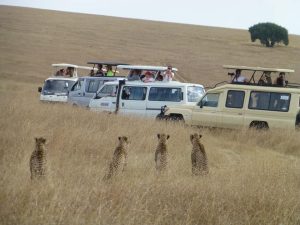 Our African Safari Vehicles in the park