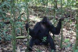 Chimpanzee tracking in Kyambura Gorge