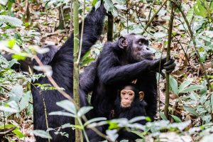 Chimpanzee tracking in Kibale Forest National Park
