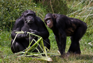 Chimpanzee tracking in Kibale National Park