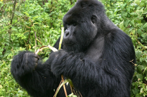 Gorilla trekking in Bwindi