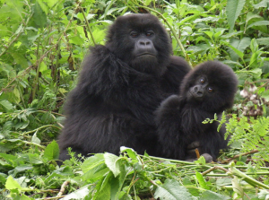 Gorilla Trekking