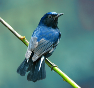 Bird watching in Bwindi Impenetrable National Park