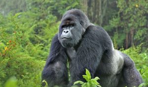 Gorilla trekking in Bwindi