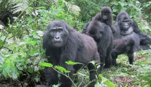 Gorilla families