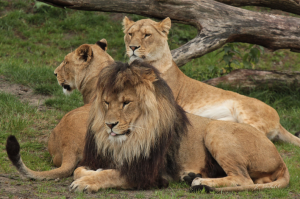 Lions in Queen Elizabeth National Park