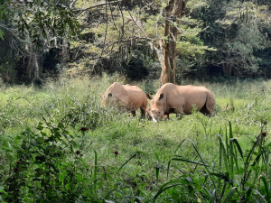 White rhinos feeding