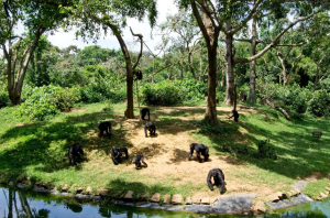 Chimpanzees in their playing grounds