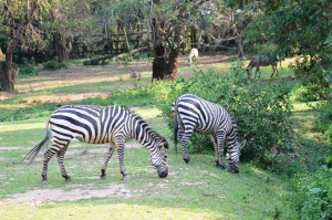 Zebra at Uganda Wildlife Conservation Education Center